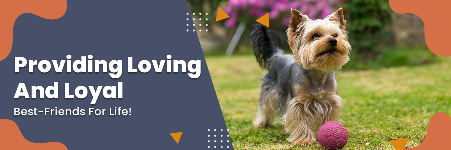 Richard, Couch, dog, breeder, dog, show, ribbons, info, information, reviews, history, myerstown, pa, official, home, page, homepage, Richard-Couch. dog-breeder, puppies, for, sale, kennel, kennels, mini, poodle, matlese, maltipoo, puppy, puppies, mill, puppymill, show, handler, aca, ica, pennsylvania
